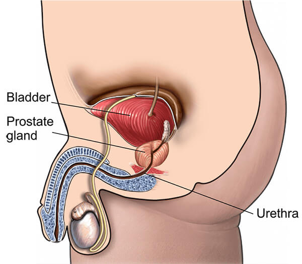prostate